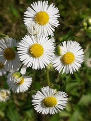 Erigeron annuus