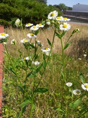 Erigeron annuus