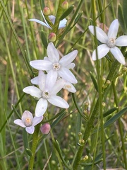 Philotheca queenslandica