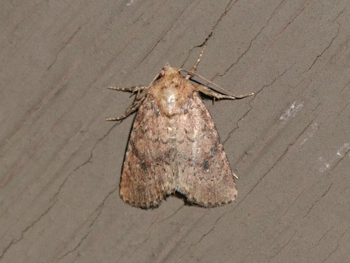 Northern Scurfy Quaker photo 4