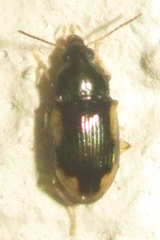 Elaphropus