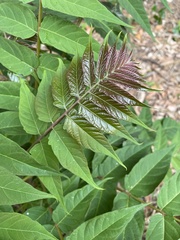 Ailanthus altissima