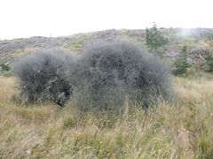 Olearia bullata