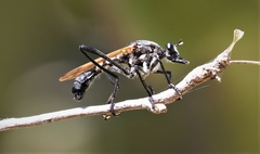 Lamyra gulo