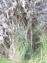 Olearia bullata