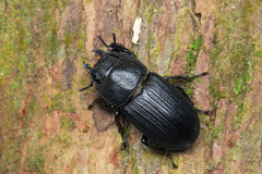 Aegus laevicollis formosae