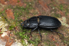 Aegus laevicollis formosae
