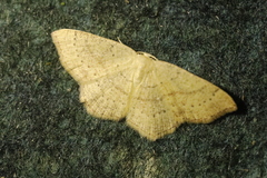 Cyclophora linearia