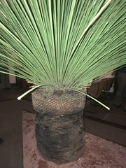 Dasylirion acrotrichum