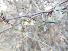 Olearia bullata