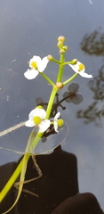 Sagittaria natans