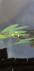 Sagittaria natans