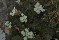 Anisotome haastii