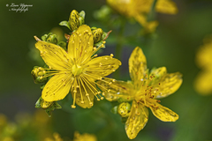 Hypericum maculatum obtusiusculum