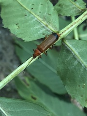 Rhagonycha fulva