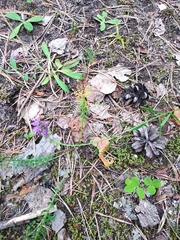 Polygala wolfgangiana