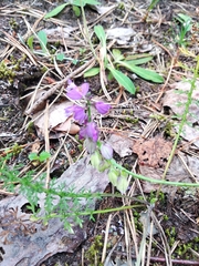 Polygala wolfgangiana