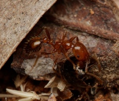 Solenopsis geminata