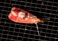 Syntonarcha vulnerata
