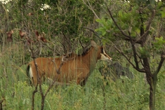 Hippotragus niger kirkii