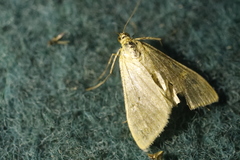 Paratalanta pandalis