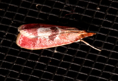 Syntonarcha vulnerata