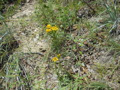 Dysodiopsis tagetoides