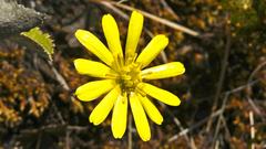 Ranunculus verticillatus