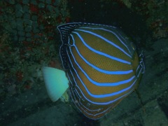 Pomacanthus annularis