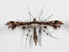 Geina tenuidactylus