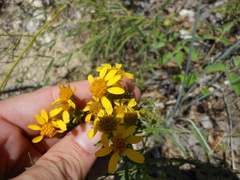 Dysodiopsis tagetoides