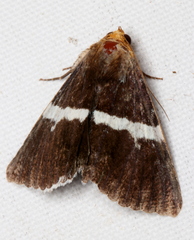 Buzara frontinus