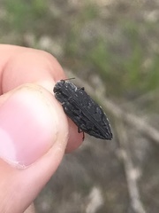 Chrysobothris dentipes