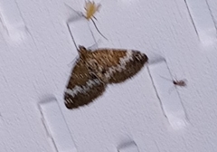 Perizoma alchemillata