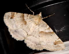 Syneora hemeropa