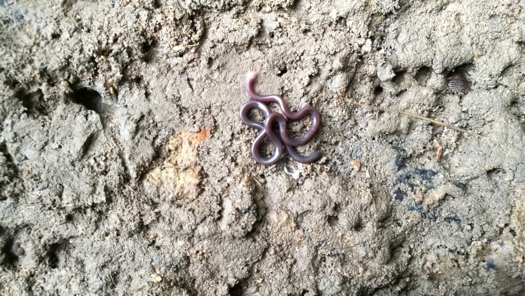 White-headed Blind Snake