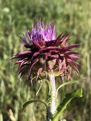 Carduus nutans nutans