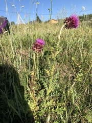 Carduus nutans nutans