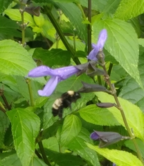 Bombus pensylvanicus image