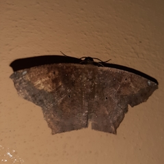 Paragonia cruraria