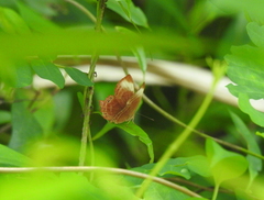 Abisara saturata kausambioides