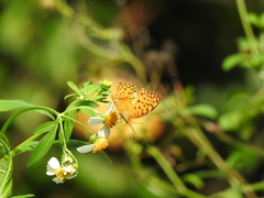 Phalanta phalantha phalantha