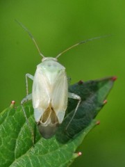 Apolygus spinolae