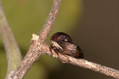 Terentius convexus