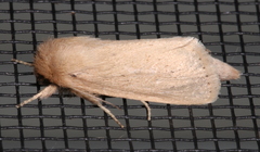 Bathytricha truncata