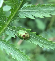 Cassida stigmatica