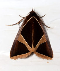 Agamana conjungens