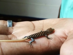 Dasia olivacea