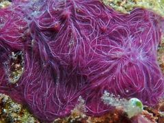 Chalinula nematifera