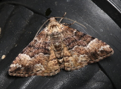 Aporoctena scierodes